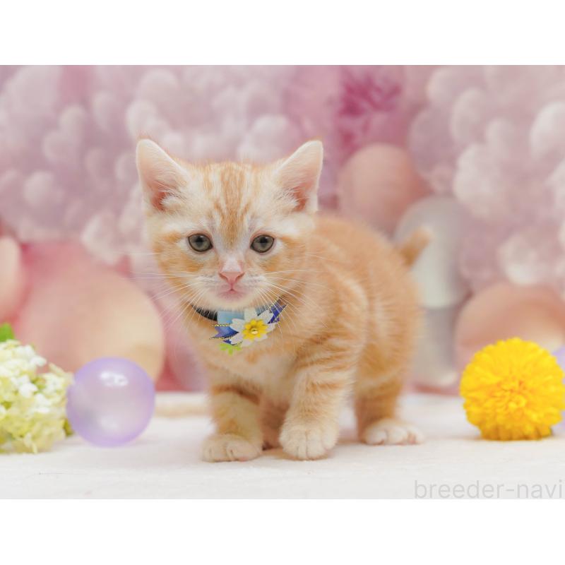 販売中の千葉県のアメリカンショートヘア-132109の8枚目