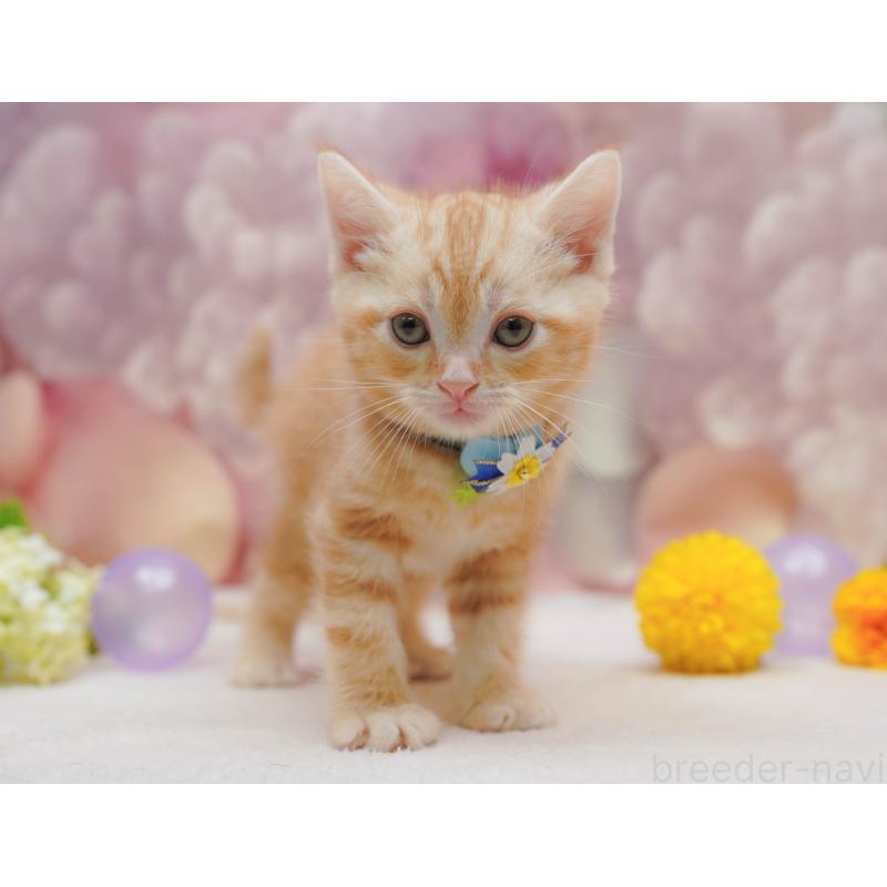 販売中の千葉県のアメリカンショートヘア-132109の7枚目