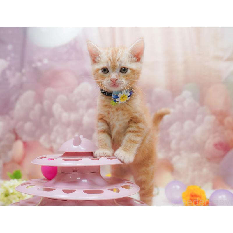 販売中の千葉県のアメリカンショートヘア-132109の6枚目