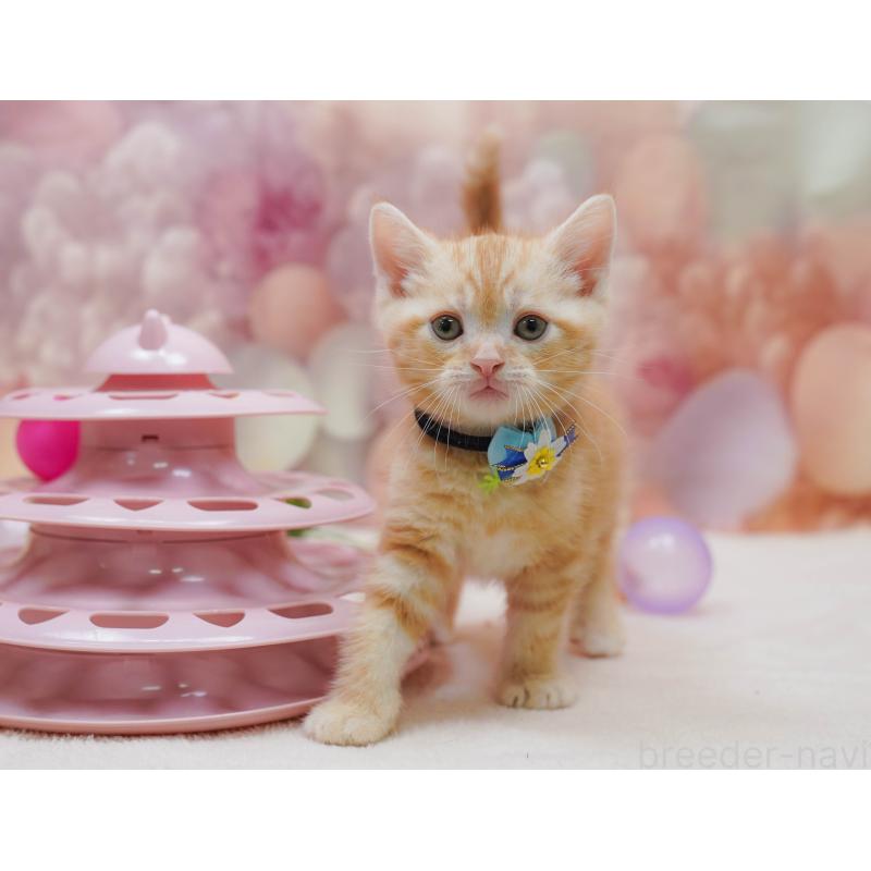 販売中の千葉県のアメリカンショートヘア-132109の5枚目