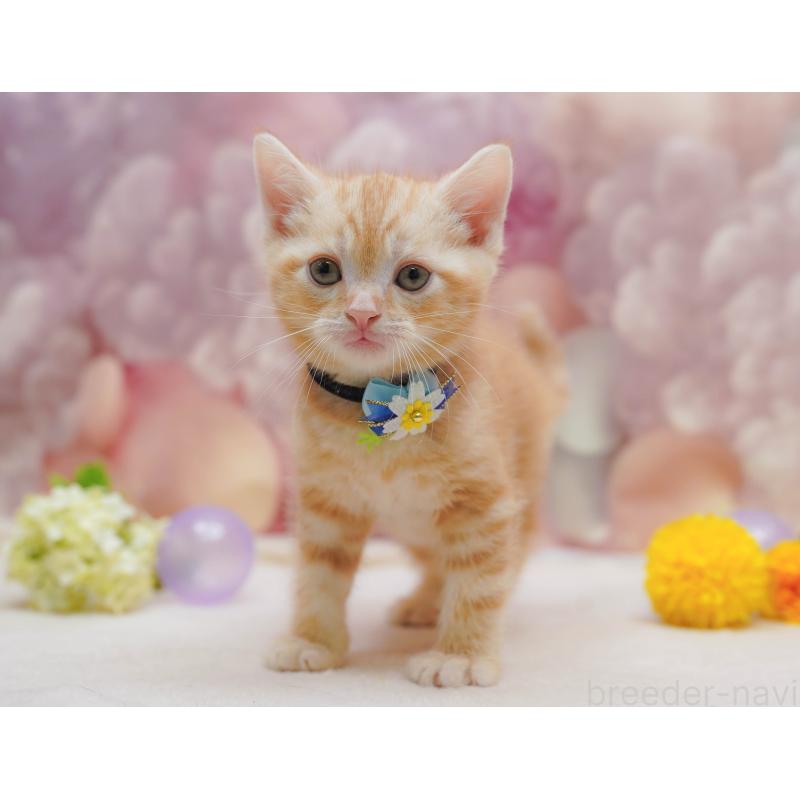 販売中の千葉県のアメリカンショートヘア-132109の4枚目