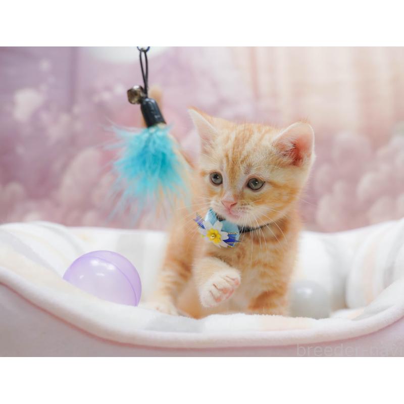 販売中の千葉県のアメリカンショートヘア-132109の3枚目