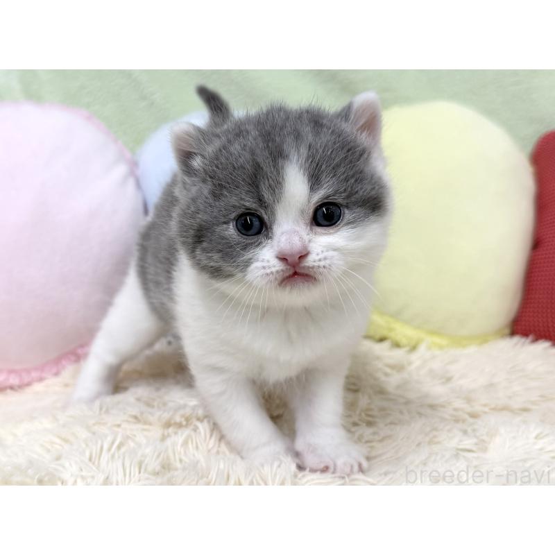 販売中の大阪府のブリティッシュショートヘア-131901の6枚目