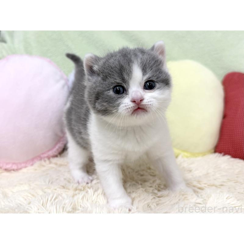 販売中の大阪府のブリティッシュショートヘア-131901の5枚目