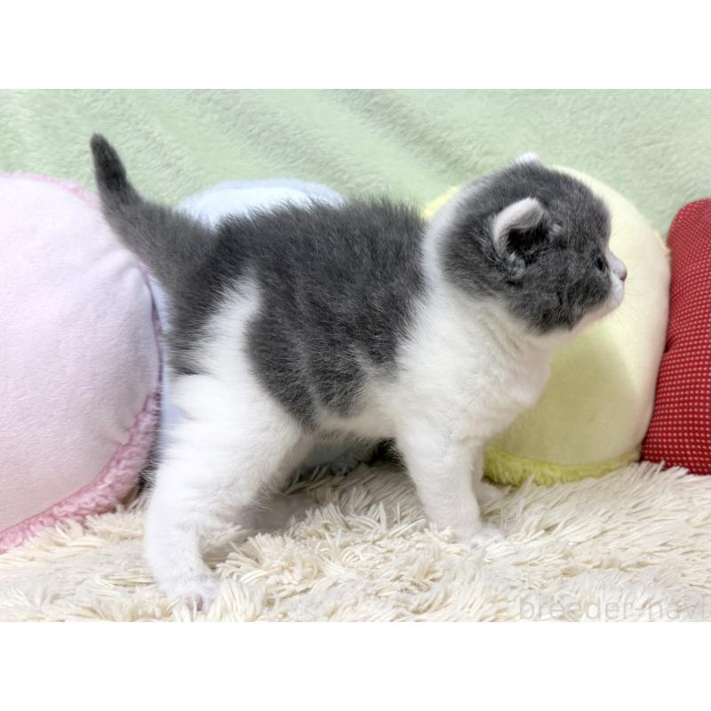 販売中の大阪府のブリティッシュショートヘア-131901の4枚目