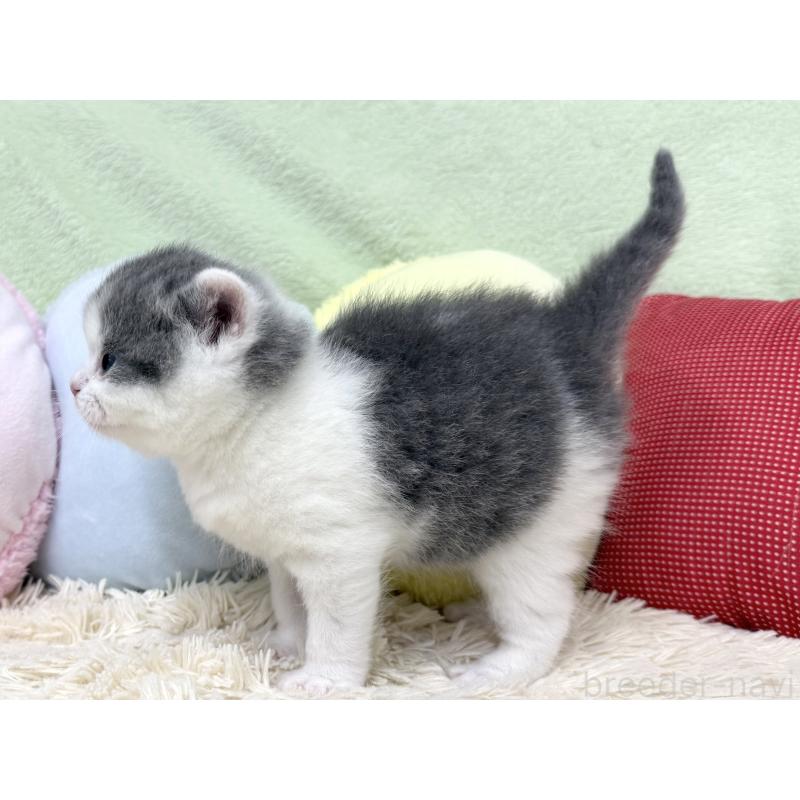 販売中の大阪府のブリティッシュショートヘア-131901の3枚目