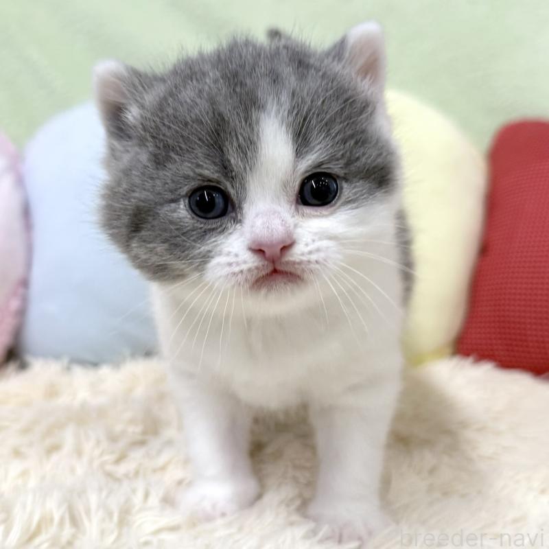 販売中の大阪府のブリティッシュショートヘア-131901の2枚目