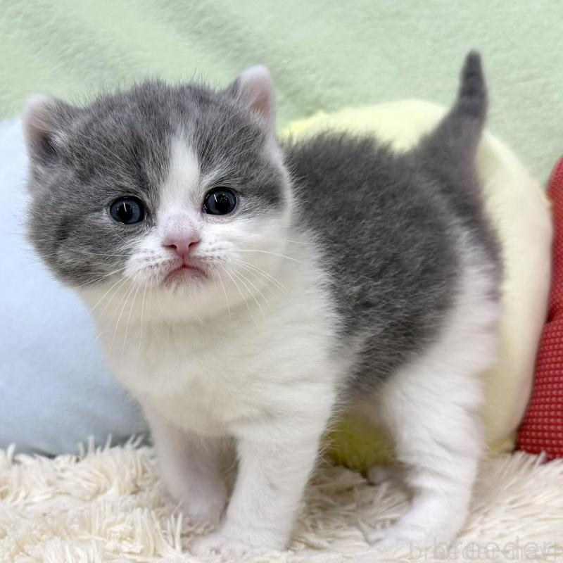 販売中の大阪府のブリティッシュショートヘア-131901