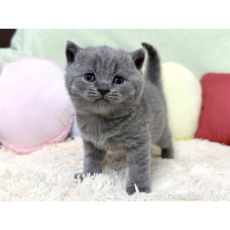 販売中の大阪府のブリティッシュショートヘア-131902の6枚目