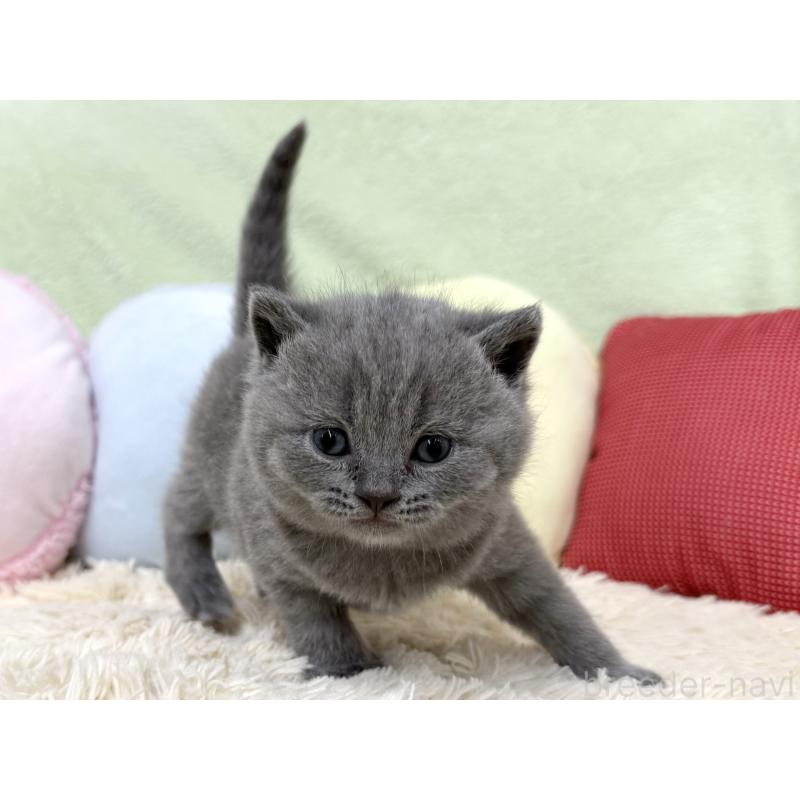 販売中の大阪府のブリティッシュショートヘア-131902の5枚目