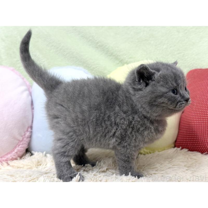 販売中の大阪府のブリティッシュショートヘア-131902の4枚目