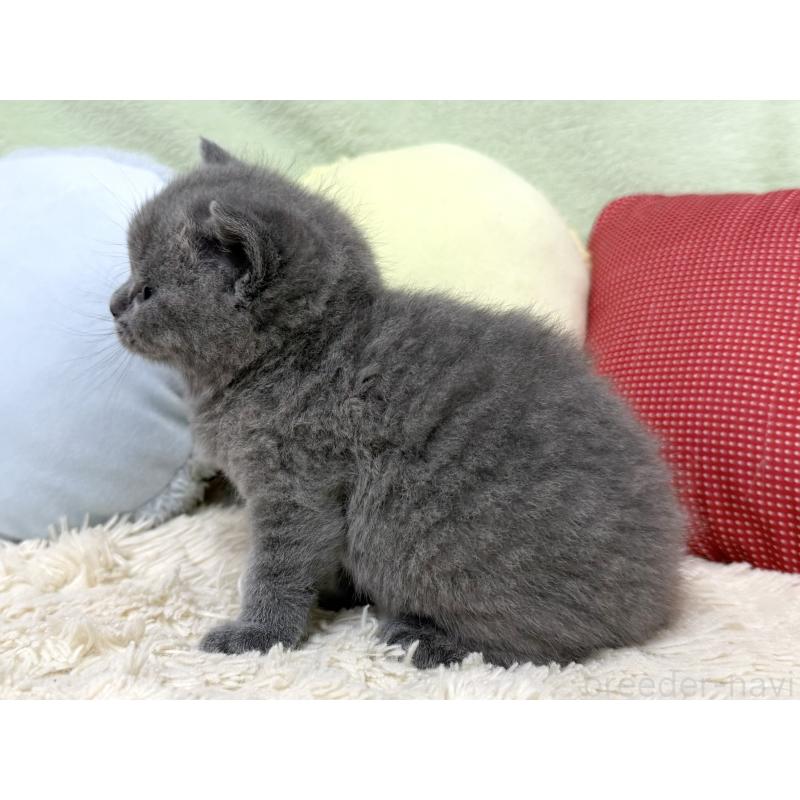 販売中の大阪府のブリティッシュショートヘア-131902の3枚目