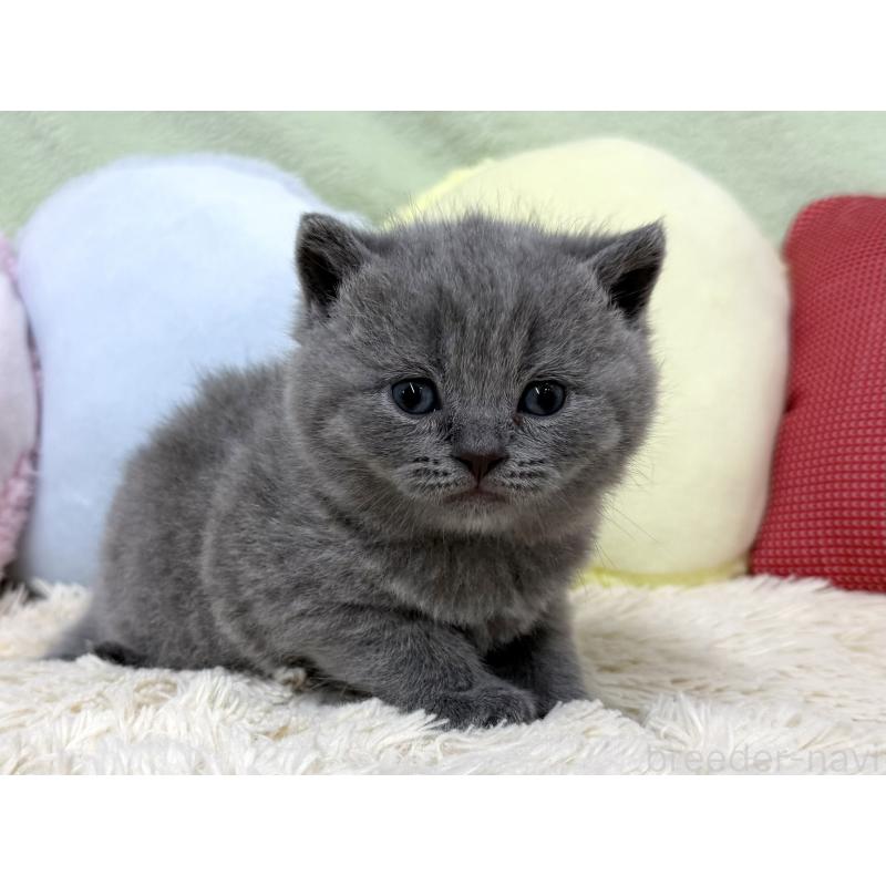 販売中の大阪府のブリティッシュショートヘア-131902の2枚目