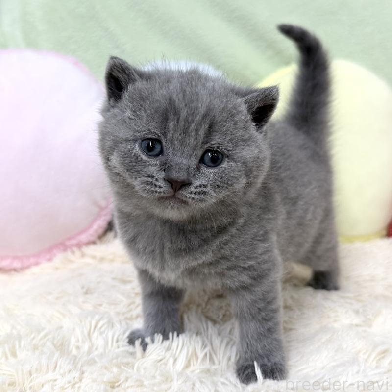 販売中の大阪府のブリティッシュショートヘア-131902