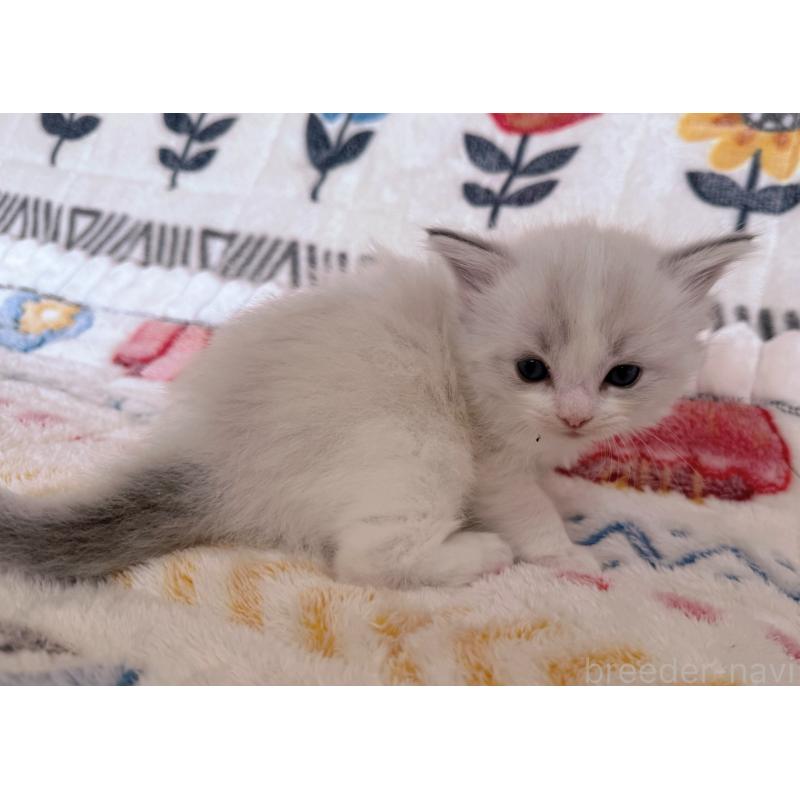 販売中の千葉県のラグドール-131903の9枚目