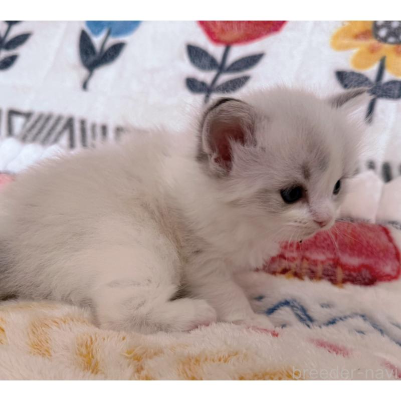 販売中の千葉県のラグドール-131903の8枚目