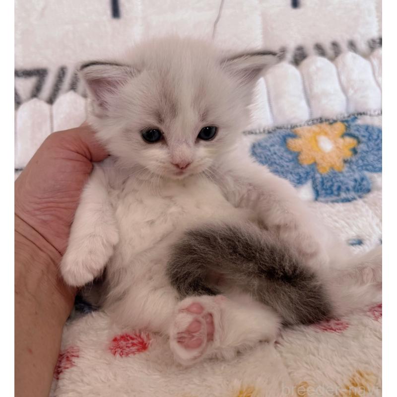 販売中の千葉県のラグドール-131903の6枚目