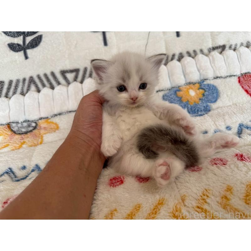 販売中の千葉県のラグドール-131903の5枚目