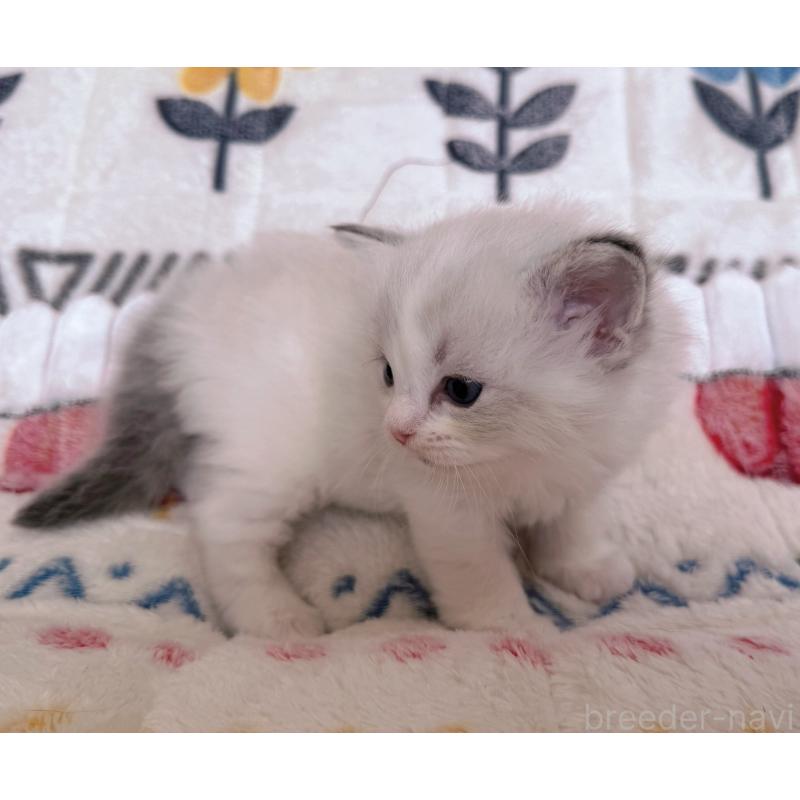 販売中の千葉県のラグドール-131903の4枚目