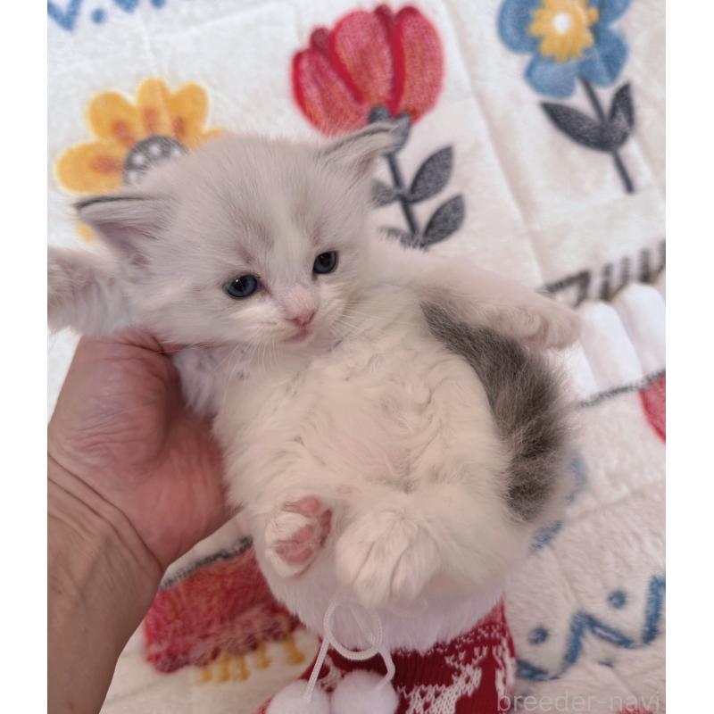 販売中の千葉県のラグドール-131903の3枚目