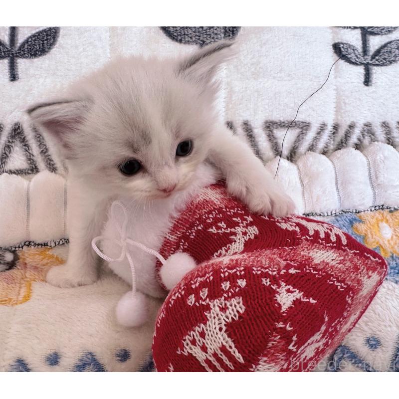 販売中の千葉県のラグドール-131903の2枚目