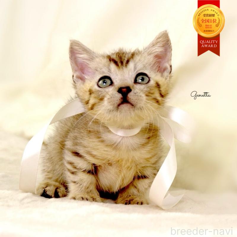 販売中の栃木県のジェネッタ-131406