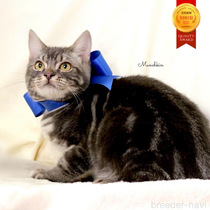 販売中の栃木県のマンチカン-131904の1枚目