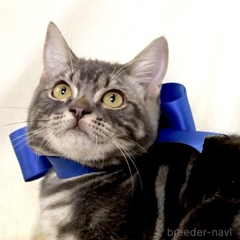 販売中の栃木県のマンチカン-131904の10枚目