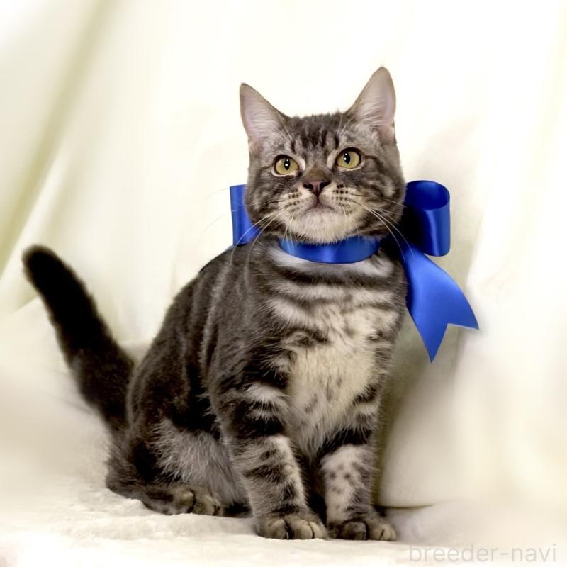 販売中の栃木県のマンチカン-131904の9枚目