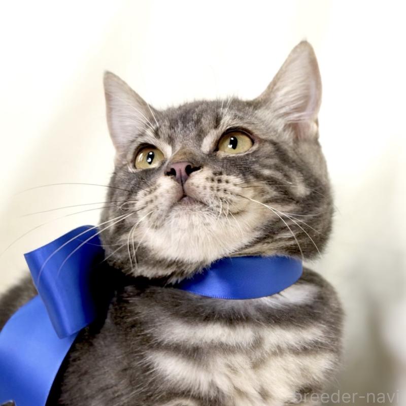 販売中の栃木県のマンチカン-131904の8枚目