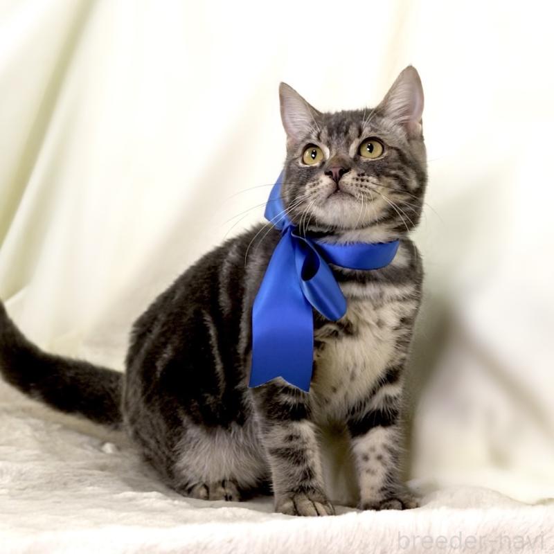 販売中の栃木県のマンチカン-131904の7枚目