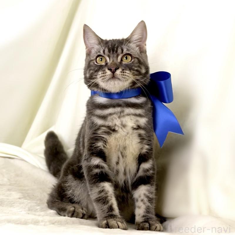 販売中の栃木県のマンチカン-131904の6枚目