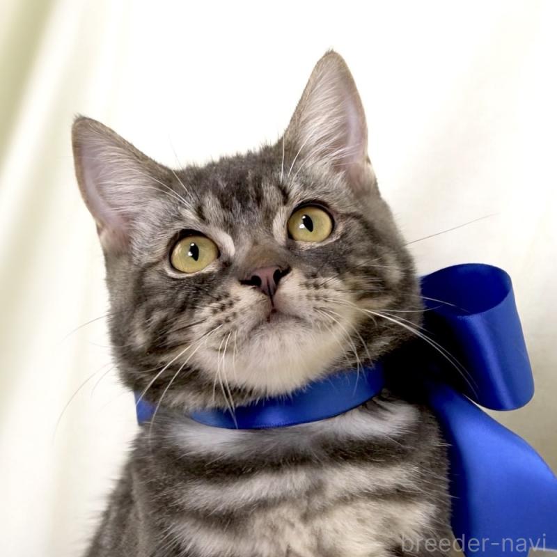 販売中の栃木県のマンチカン-131904の5枚目