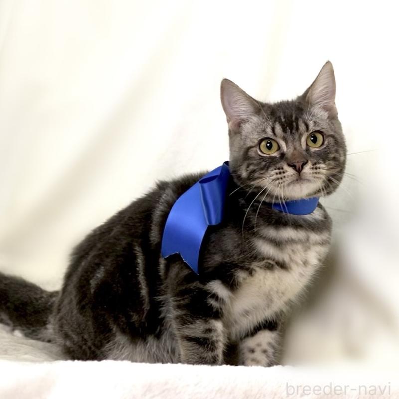 販売中の栃木県のマンチカン-131904の4枚目