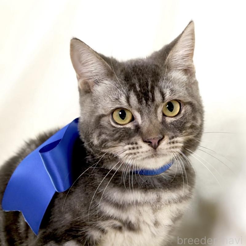 販売中の栃木県のマンチカン-131904の3枚目