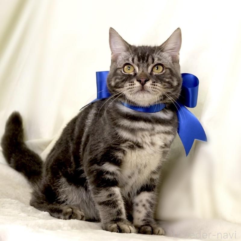 販売中の栃木県のマンチカン-131904の2枚目