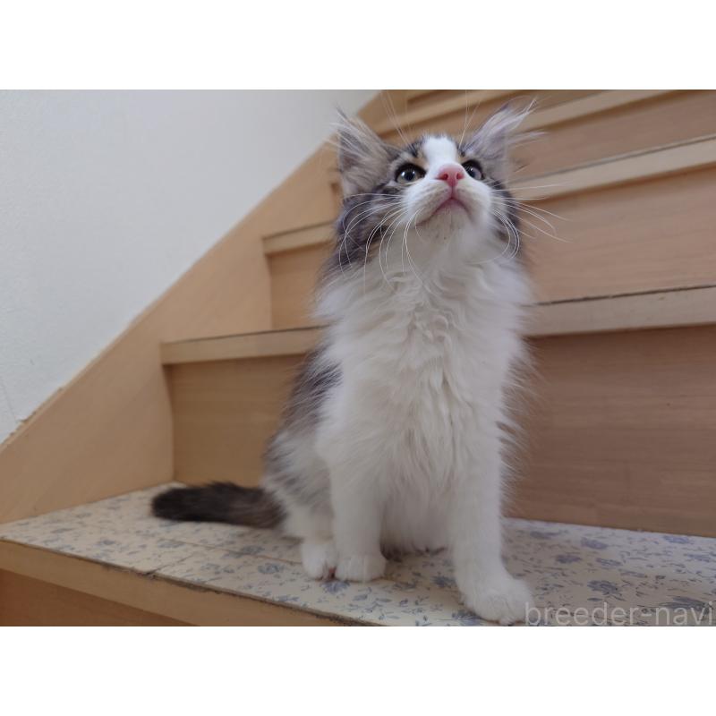 販売中の埼玉県のノルウェージャンフォレストキャット-127522の8枚目