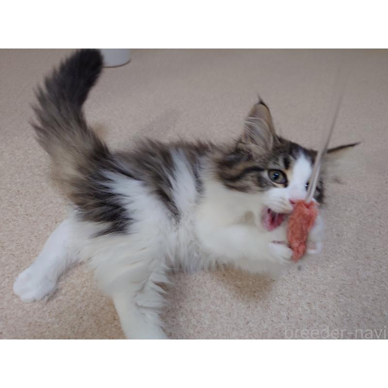 販売中の埼玉県のノルウェージャンフォレストキャット-127522の7枚目