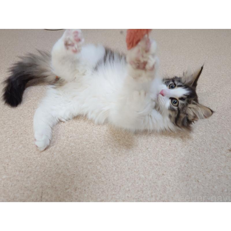 販売中の埼玉県のノルウェージャンフォレストキャット-127522の6枚目