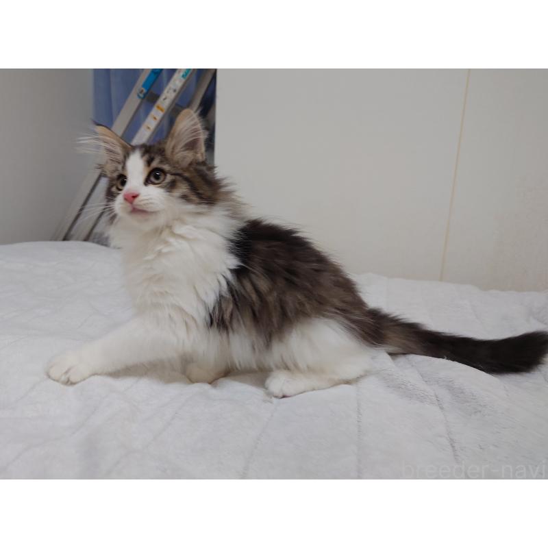 販売中の埼玉県のノルウェージャンフォレストキャット-127522の5枚目