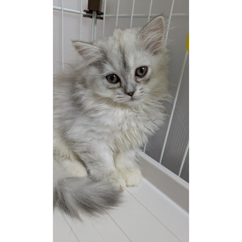 販売中の大阪府のミヌエット-128996