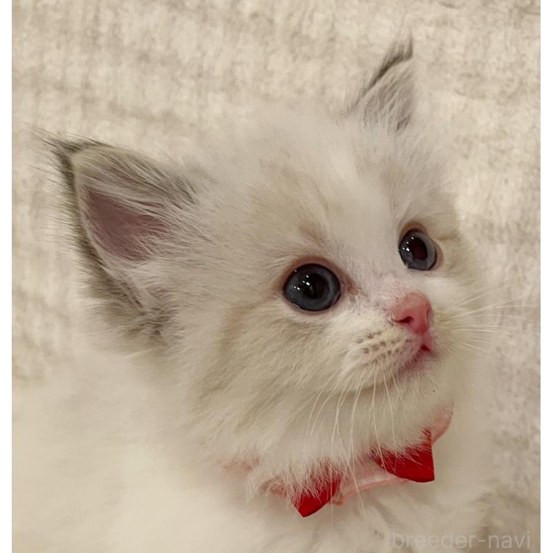 商談中の福島県のラグドール-131511の4枚目