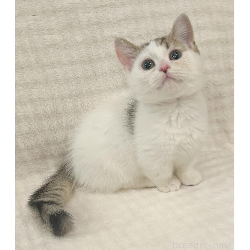 販売中の福島県のミヌエット(短足)-129143の3枚目