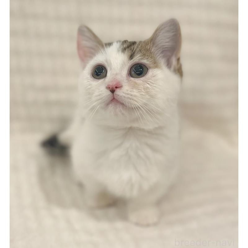 販売中の福島県のミヌエット(短足)-129143の2枚目