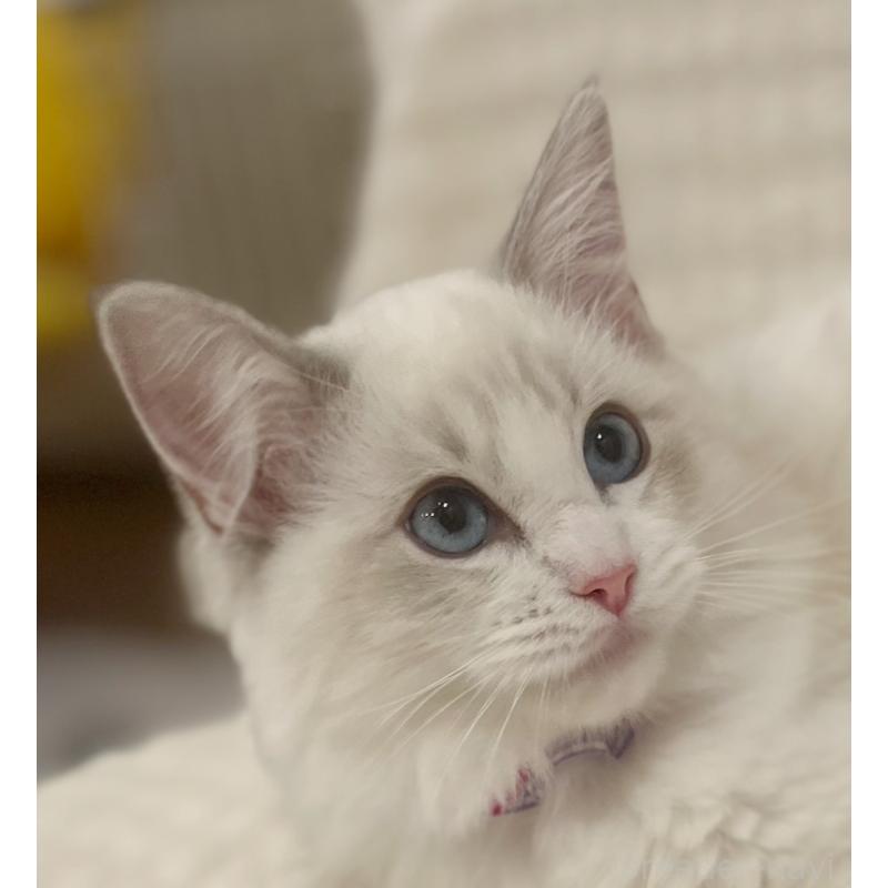 販売中の福島県のラグドール-127165の5枚目