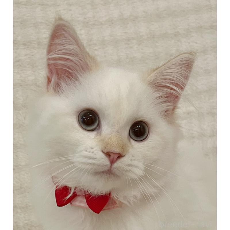 成約済の福島県のマンチカン-126453の4枚目