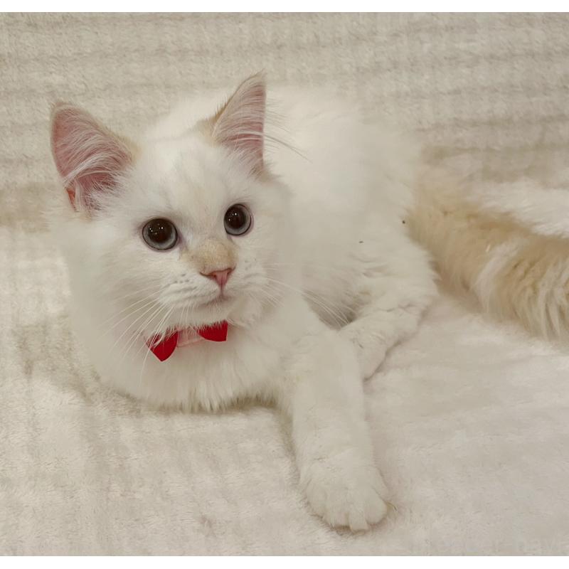 成約済の福島県のマンチカン-126453の3枚目