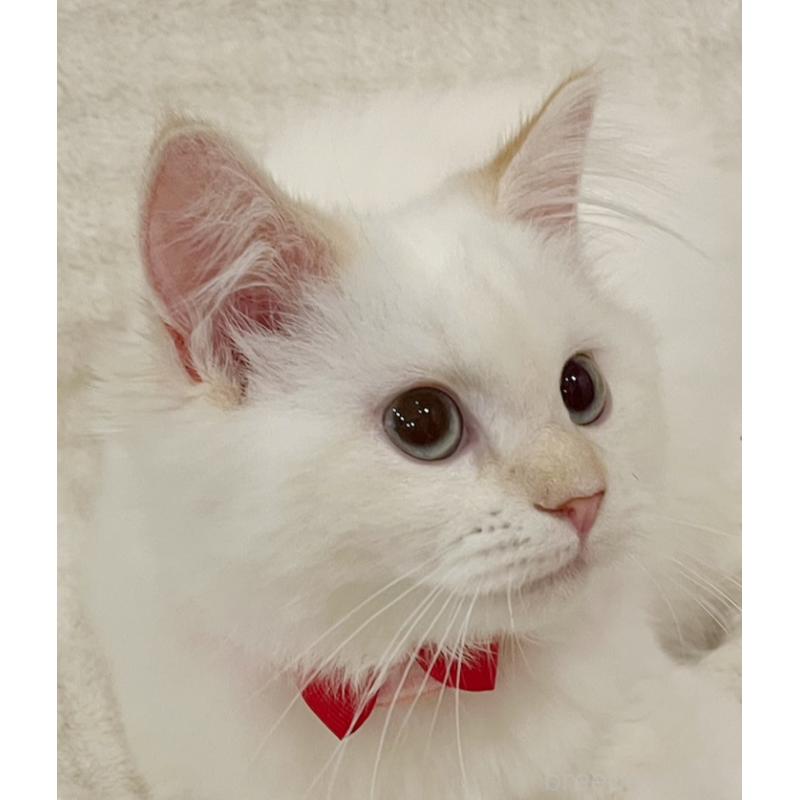 成約済の福島県のマンチカン-126453の2枚目