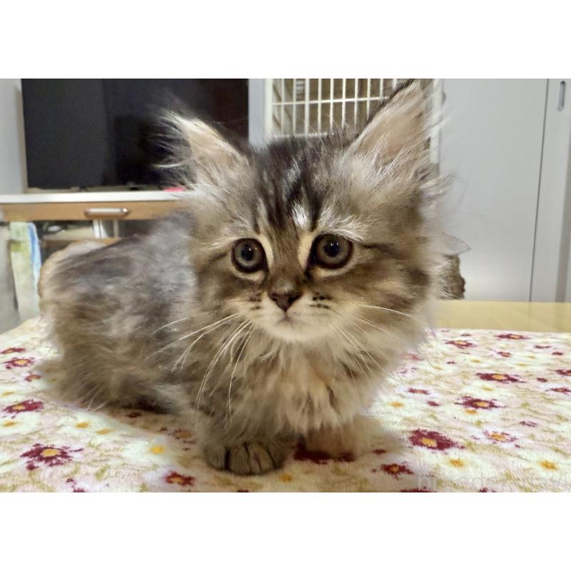 販売中の栃木県のマンチカン(短足)-131907の3枚目