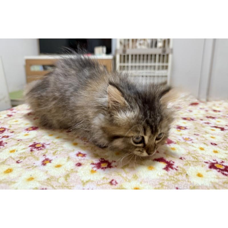 販売中の栃木県のマンチカン(短足)-131907の2枚目